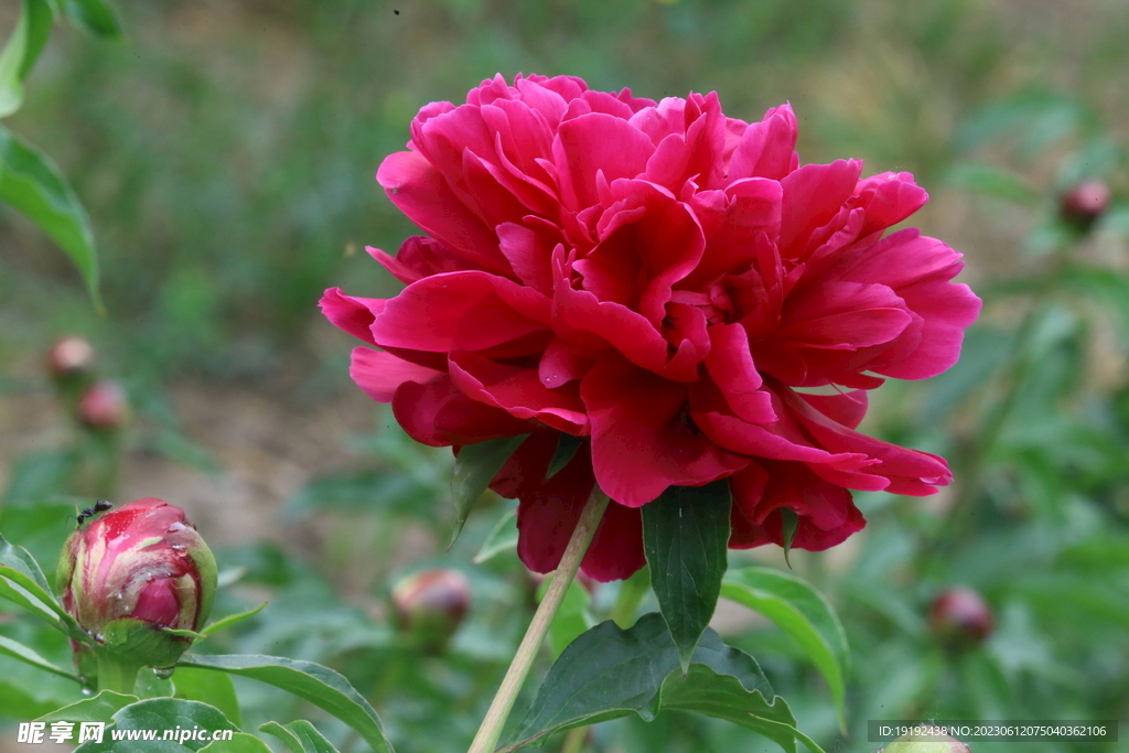 芍药花