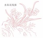 水仙花线描 矢量图 cdr格式