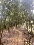 山林树木