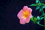 花上露珠