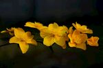 枝上黄花