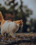 小花猫