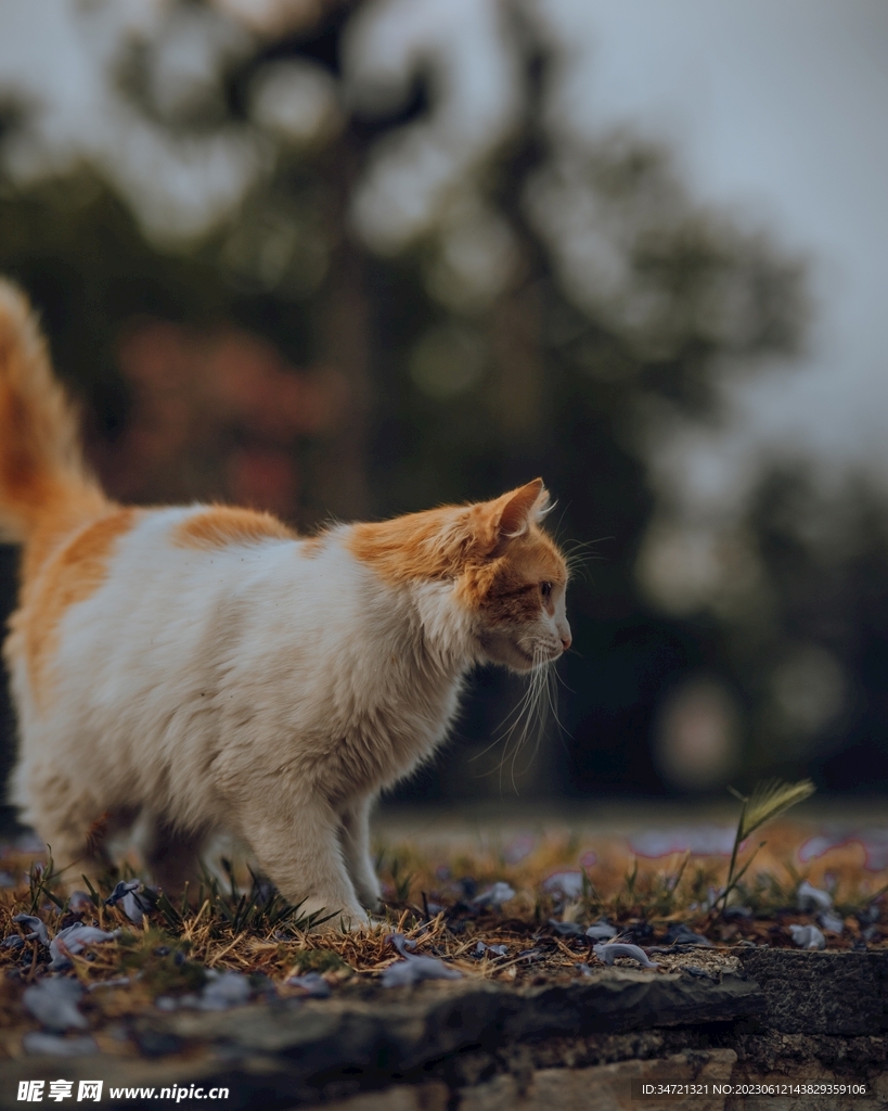 小花猫