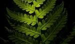 发光的蕨类植物