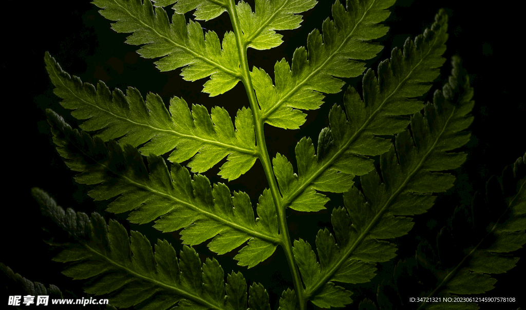 发光的蕨类植物