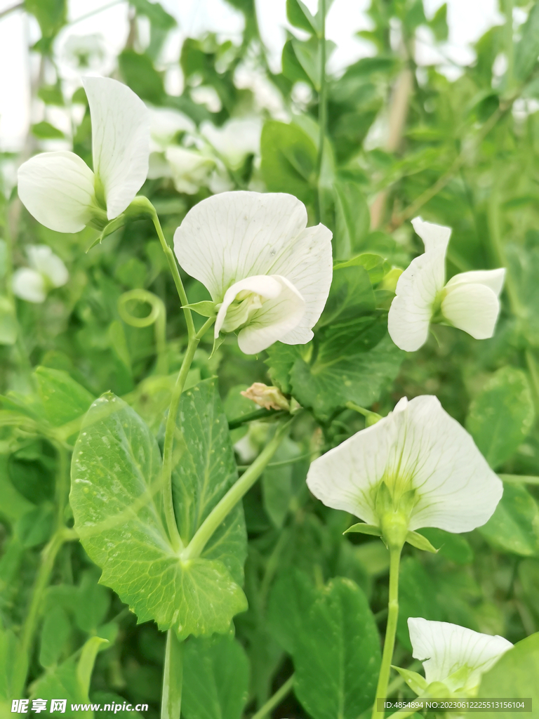 豌豆花 