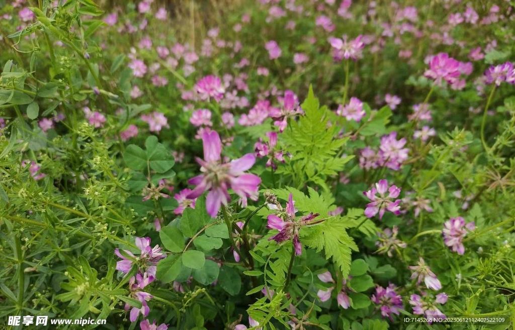 小野花