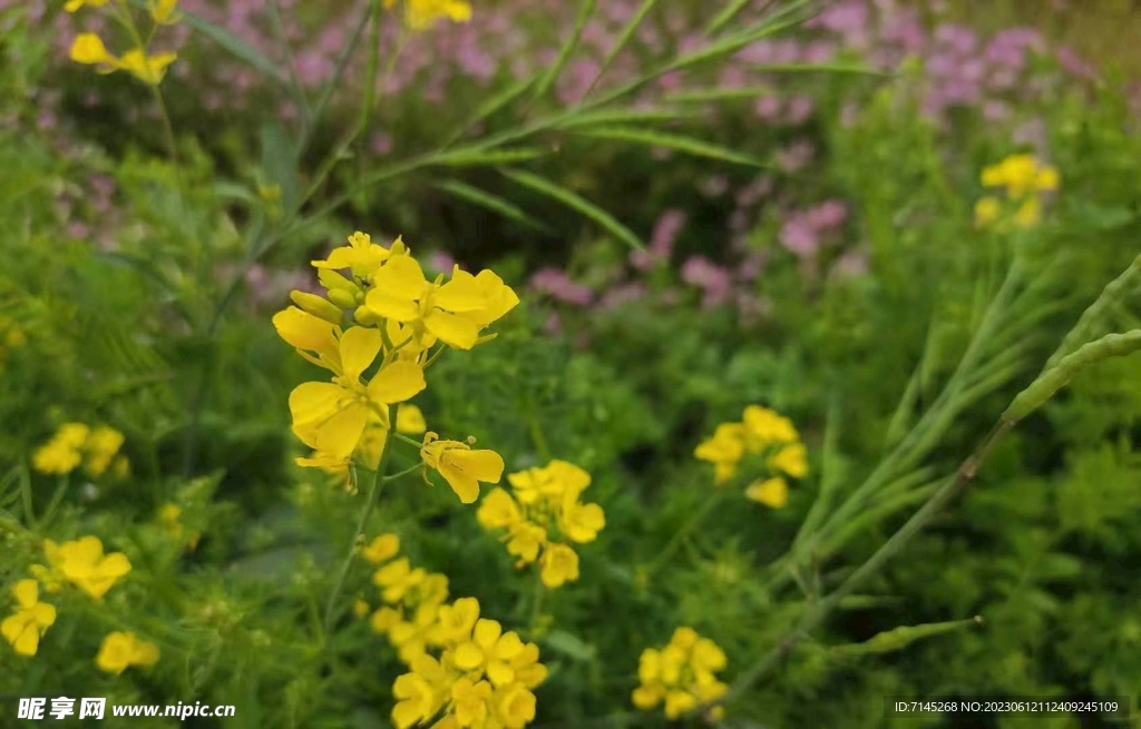 油菜花