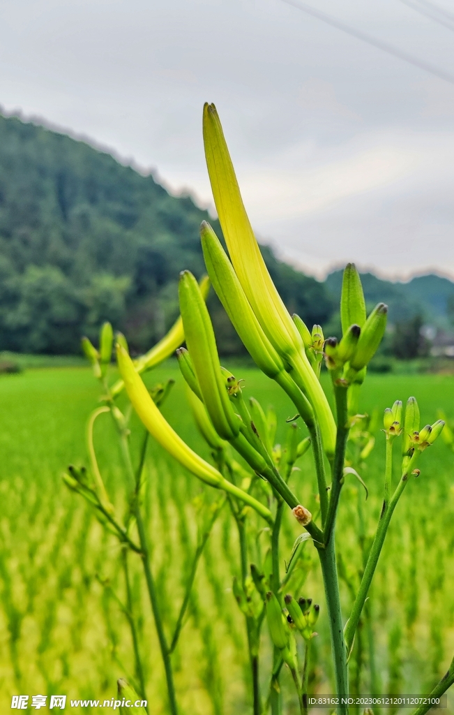 黄花啊