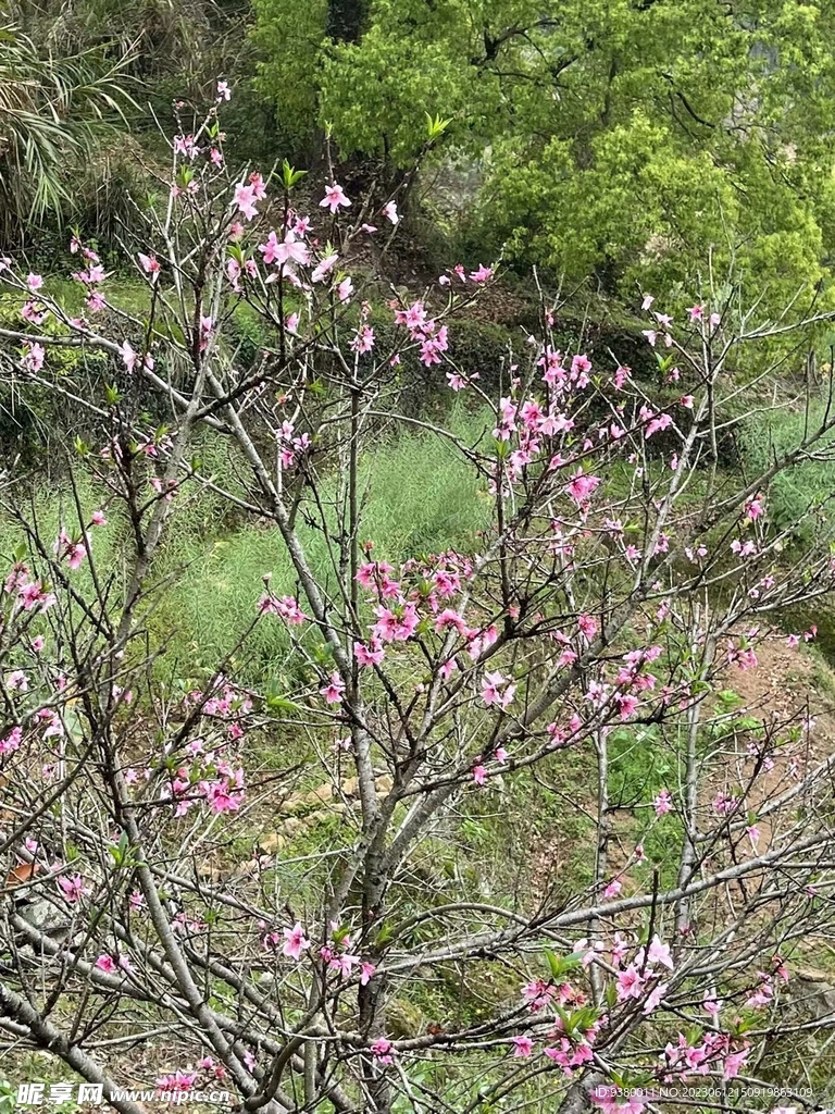 桃树开花