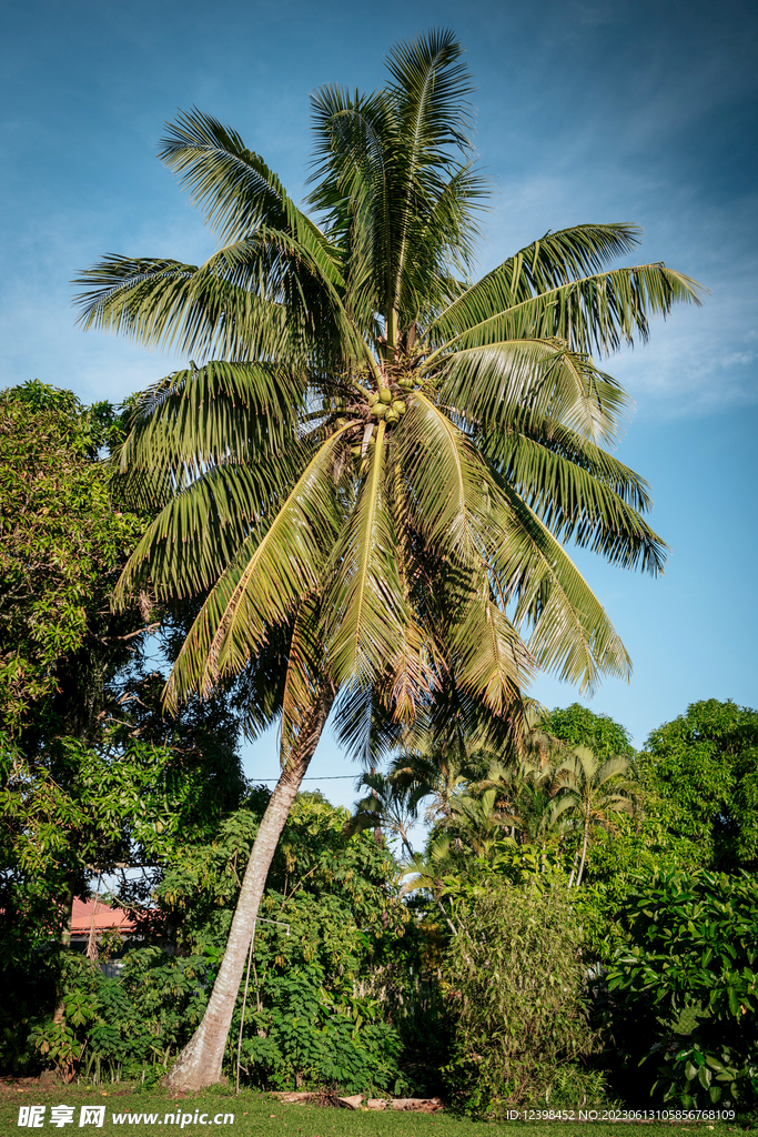 椰子树