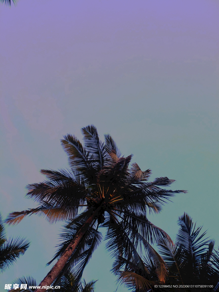 椰树