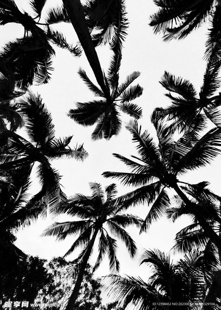 椰树
