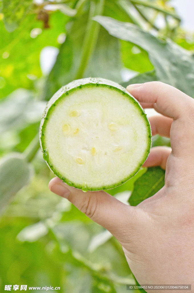 丝瓜