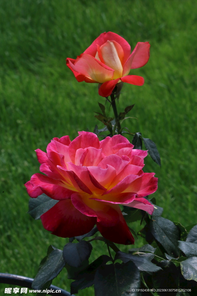 月季花 