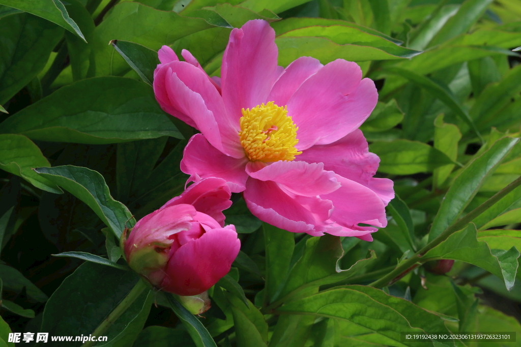 芍药花 