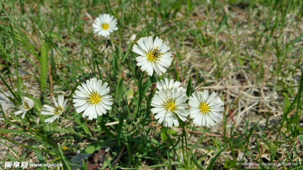 盛开的白色小花