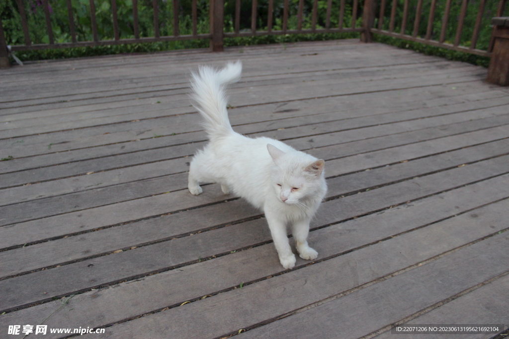 可爱的大白猫