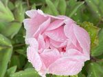 芍药