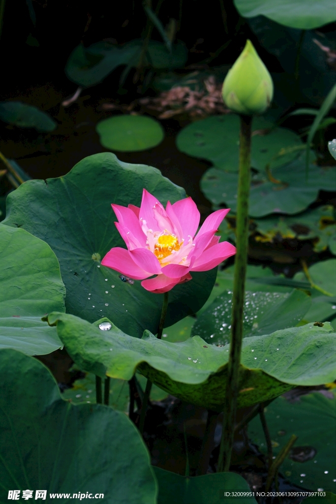 莲花             