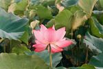 莲花             