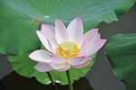 莲花             
