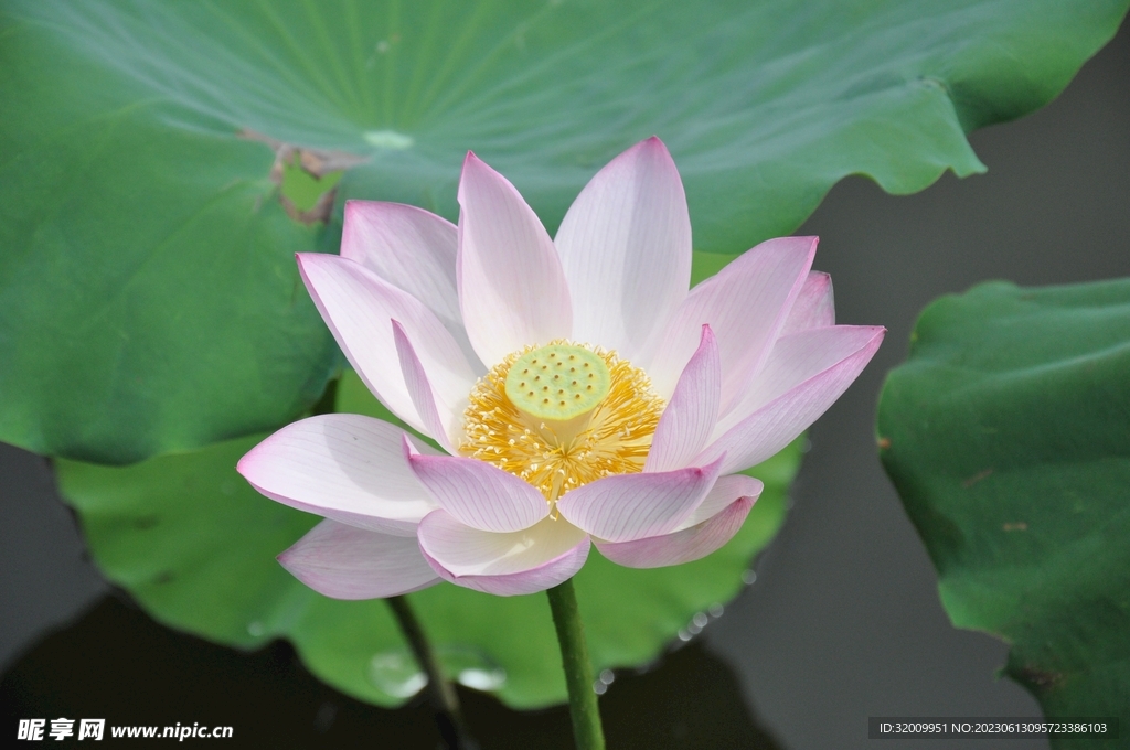 莲花             