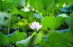 莲花             