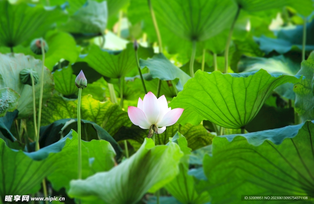 莲花             