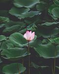 莲花             