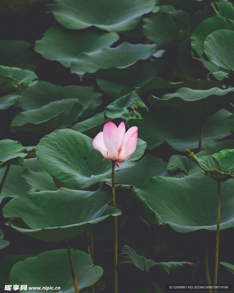 莲花             