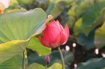莲花             