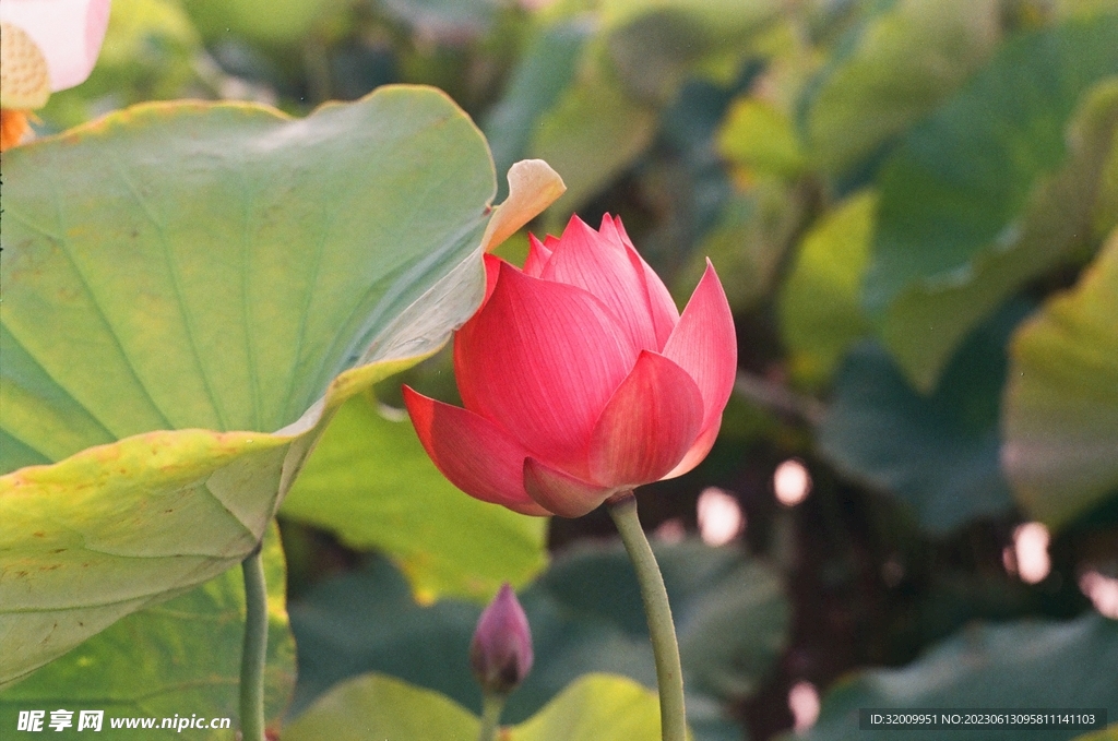 莲花             