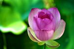 莲花             