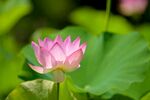 莲花             