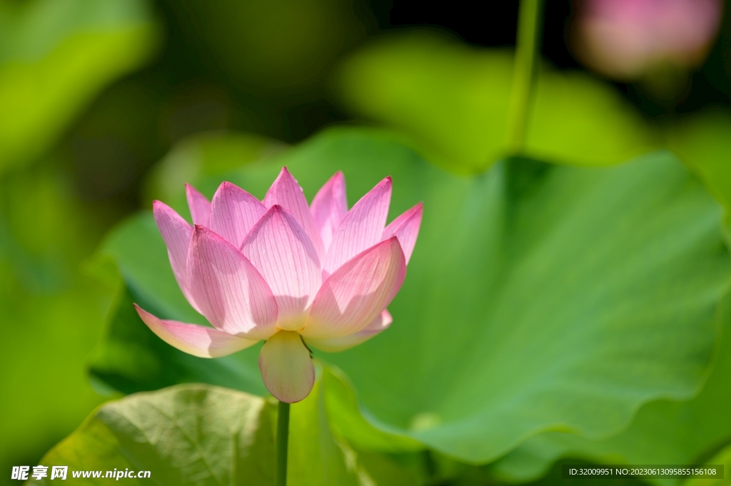 莲花             