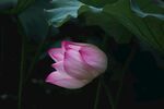莲花             