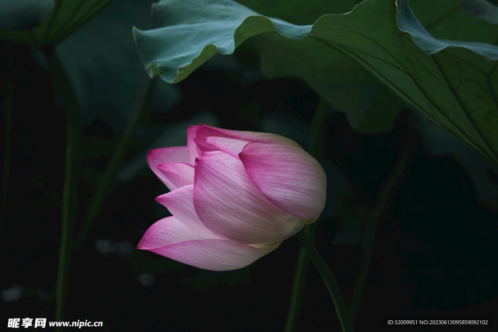 莲花             