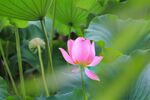 莲花             