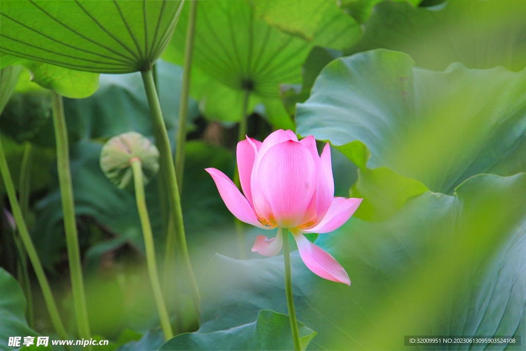 莲花             