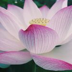 莲花             