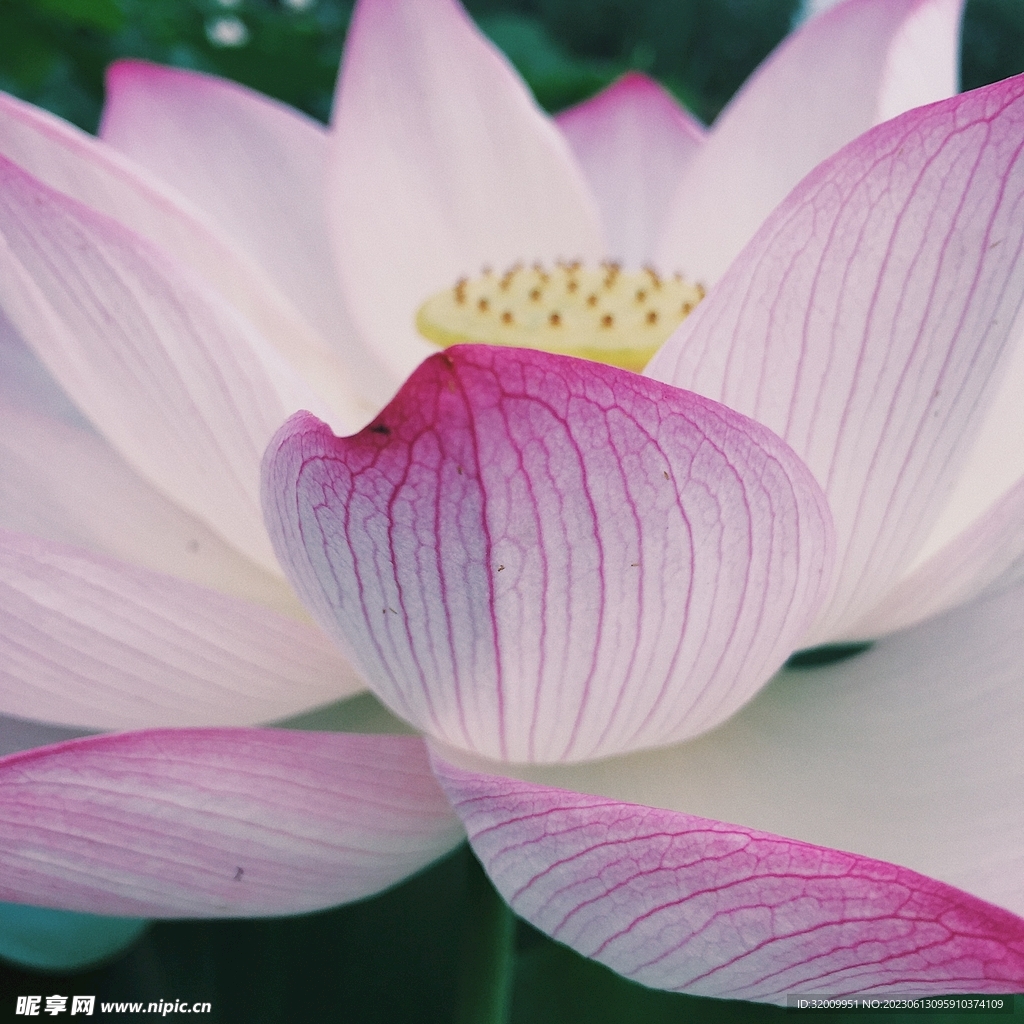 莲花             