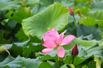 莲花             