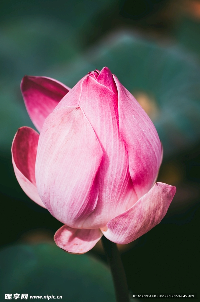 莲花             