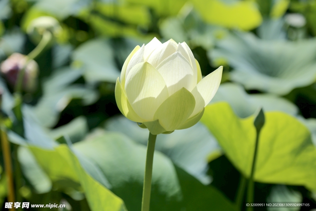 莲花             