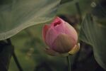 莲花             