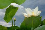 莲花             