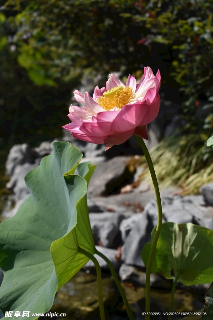 莲花             