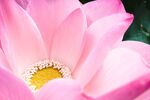 莲花             