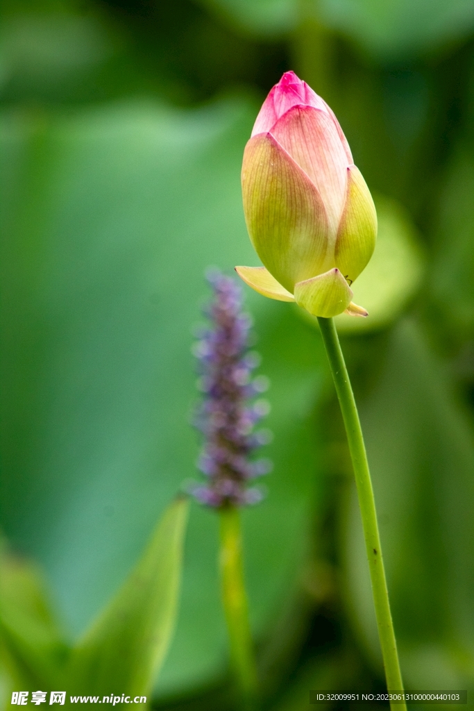 莲花             